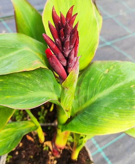 Canna indica nana mix